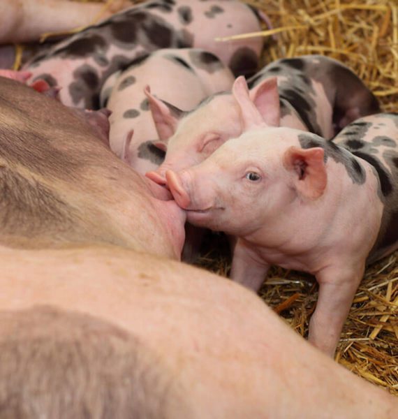 Tiere am Biobauernhof Aubauern im Großarltal